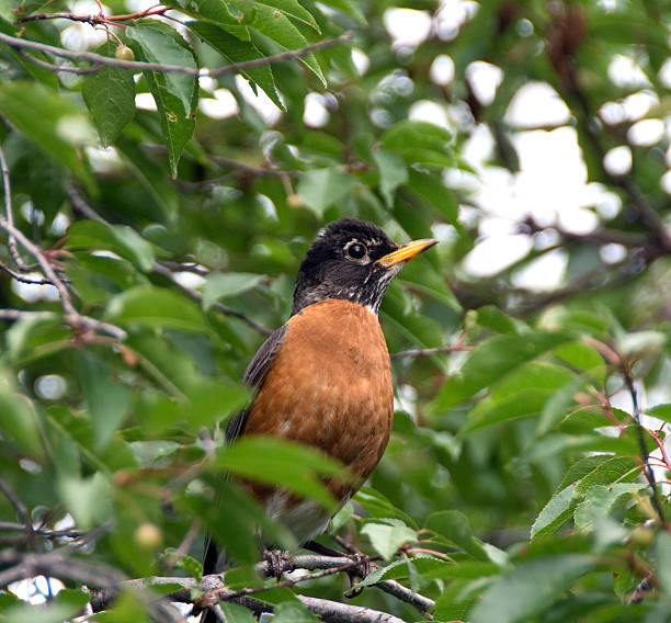 istock Female American Robin in a Pin Cherry tree 481362934