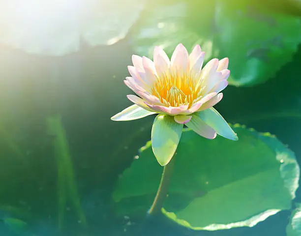 Pink lotus flower.Pink lotus blossoms or water lily flowers blooming on pond