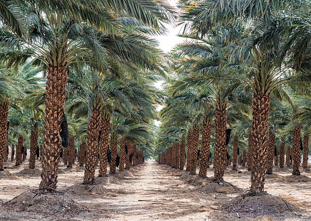 istock Plantation of date's palms near Eilat, Israel 481365117
