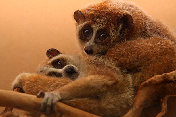Loris Smiling 210+ Loris Photos Stock Photos, Pictures & Royalty-Free Images - iStock