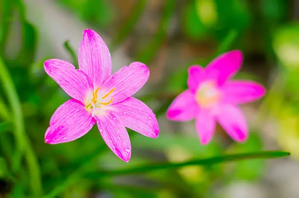 pink zephyranthes flowers,rain lily close up
