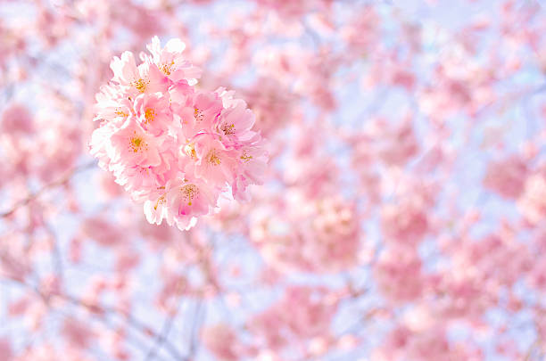 istock branch of a blossoming tree, pink flowers ,blue sky. 481365342