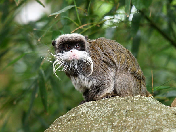 Close-up of Curious Monkey with Bright Eyes and Tongue Out