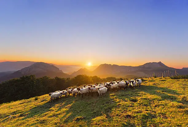 Flock of sheep in Saibi mountain. Urkiola, Basque Country