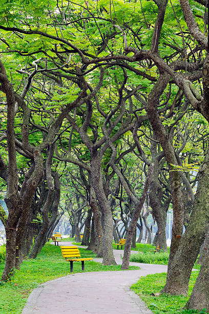 istock Green tree with chair  followe road 481366135