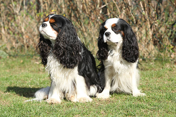 istock Two Cavalier King Charles Spaniels in the garden 481366336