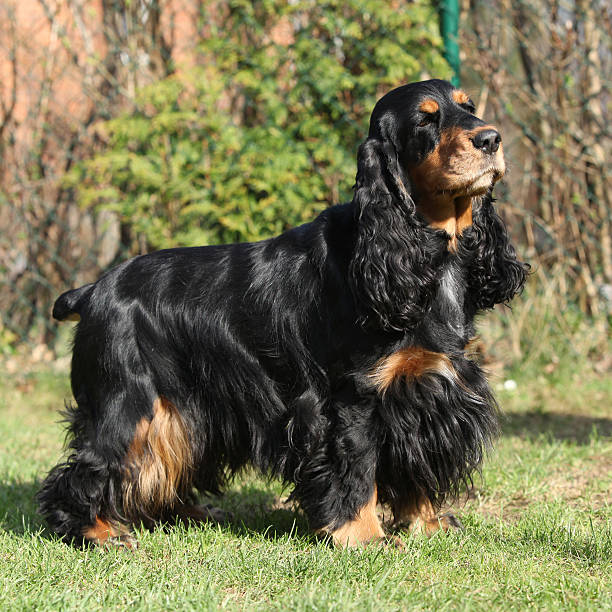 istock Beautiful English Cocker Spaniel in the garden 481366344