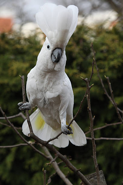 sulphur-хохлатая какаду попугай танцы на некоторые дерево - safari animals audio стоковые фото и изображения