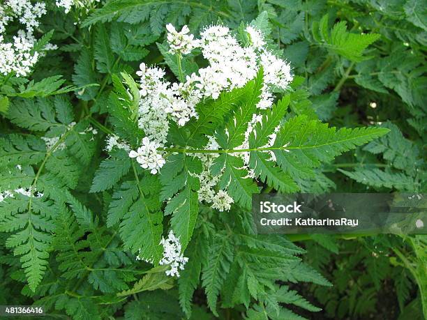 Sweet Cicely Stock Photo - Download Image Now - Sweet Cicely, 2015, Bush