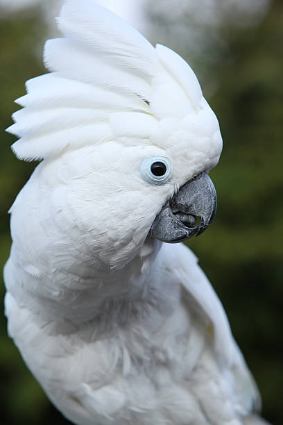 sulphur-хохлатая какаду попугай - safari animals audio стоковые фото и изображения