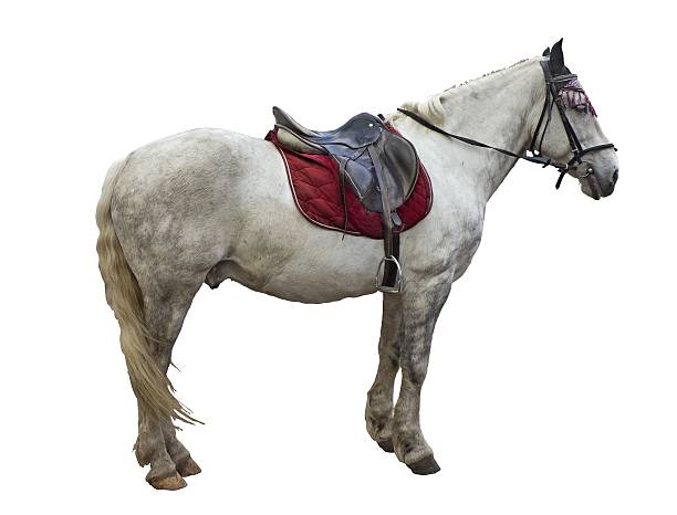 istock Gray horse with the saddle 481367478
