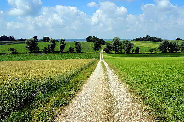 Perfect landscape Along a rough agricultural cart road between sprouting corn fields and meadows, up the hills, towards the horizon. Photograph taken on a perfect sunny day in late June, near Pfaffenhausen, Bavaria. kultivieren stock pictures, royalty-free photos & images