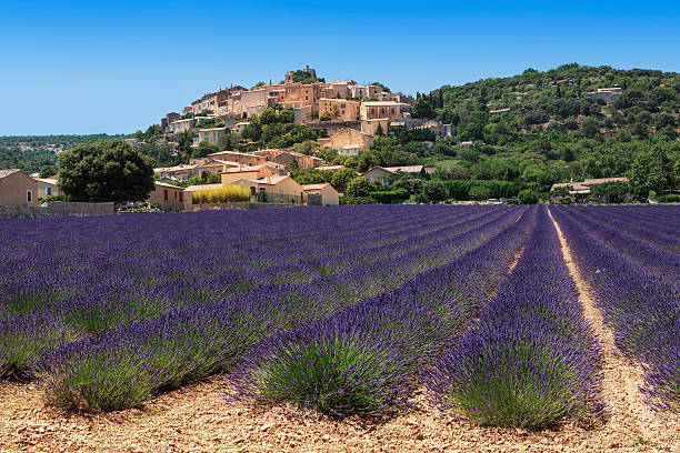 istock lavenders field and village 481368292