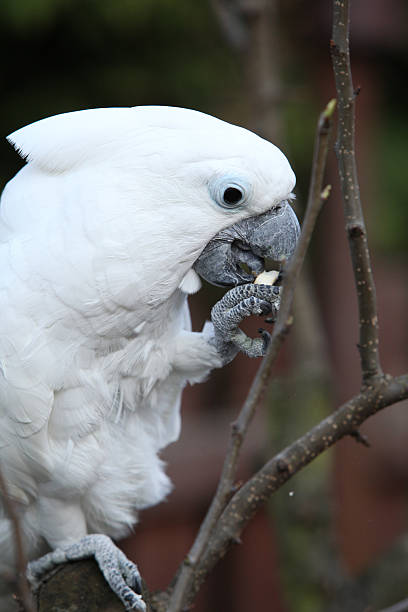 белая птица попугай какаду ест - safari animals audio стоковые фото и изображения