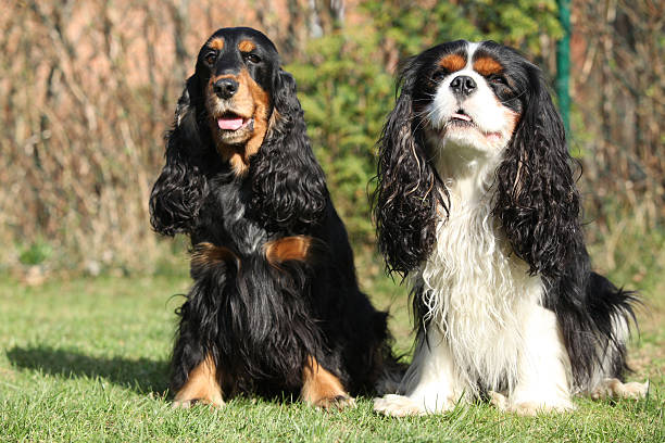 istock Cavalier King Charles Spaniel with English Cocker Spaniel in the 481369622