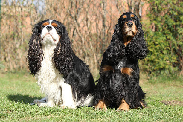 istock Cavalier King Charles Spaniel with English Cocker Spaniel in the 481369624