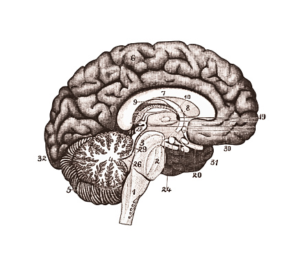 An illustration of brain sections. Brain Anatomy concept