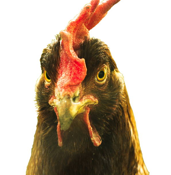 istock Ms hen - portrait on white background 481372726