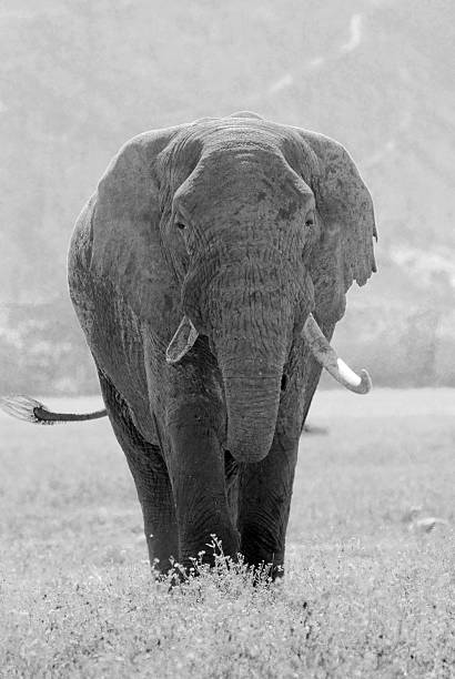 Old african elephant, Loxodonta Africana, in Ngorongoro Conservation Area, Tanzania. Black and white vintage image.