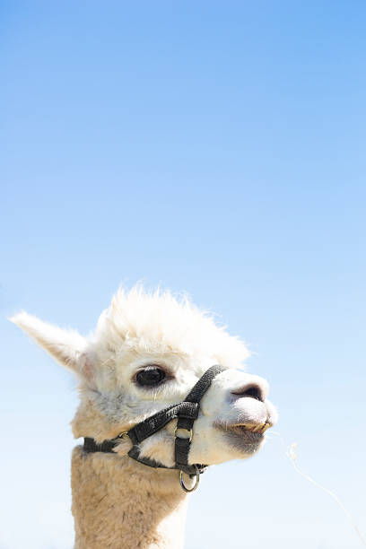 Head of an alpaca