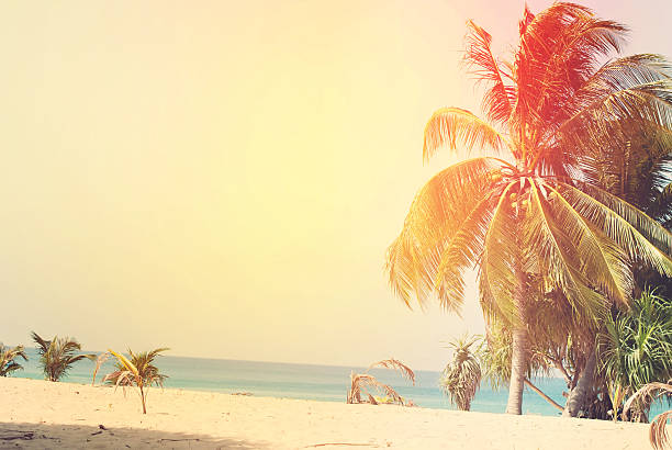 Desert Beach with Palm Trees lit by the Sun