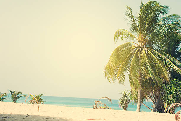 istock Palm Trees lit by the Sun on Tropical Coast 481374254