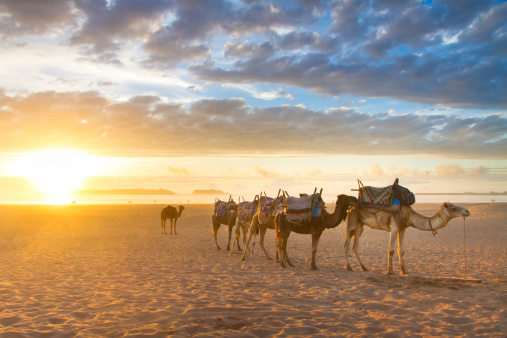 Camel caravan at the beach of Essaouira in the sunset, Morocco, Africa.