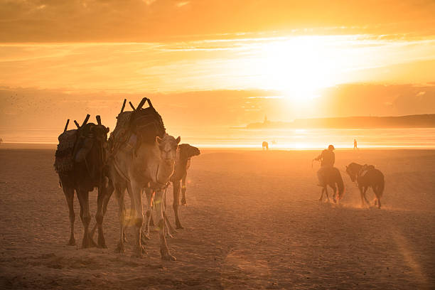 Camel caravan at the beach of Essaouira in the sunset, Morocco, Africa.