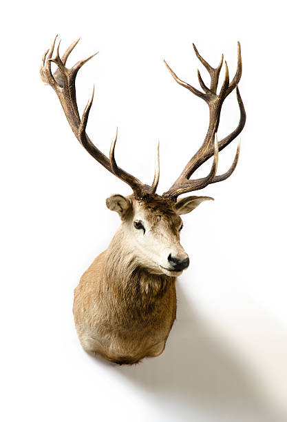istock Red Deer Taxidermy Mount 481375457