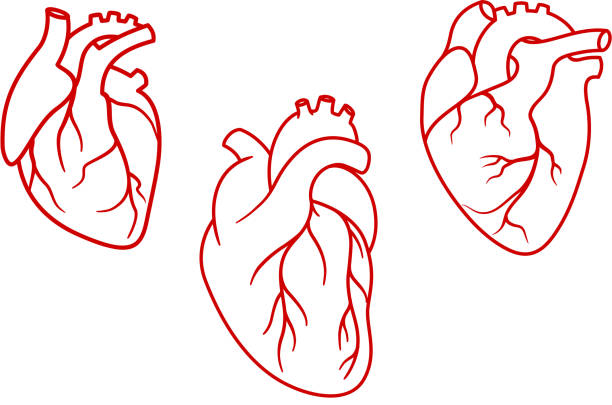 Human hearts icons in outline style Red human hearts in outline style with aorta, veins and arteries isolated on white background. For cardiology or medical design heart internal organ stock illustrations