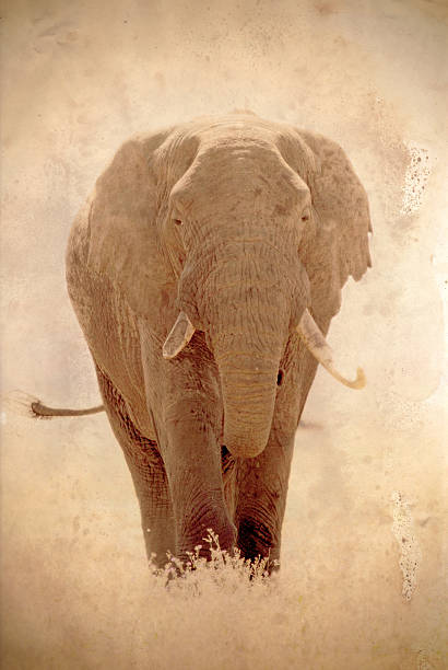 Old african elephant, Loxodonta Africana, in Ngorongoro Conservation Area, Tanzania. Sepia tone vintage image with grunge effect.