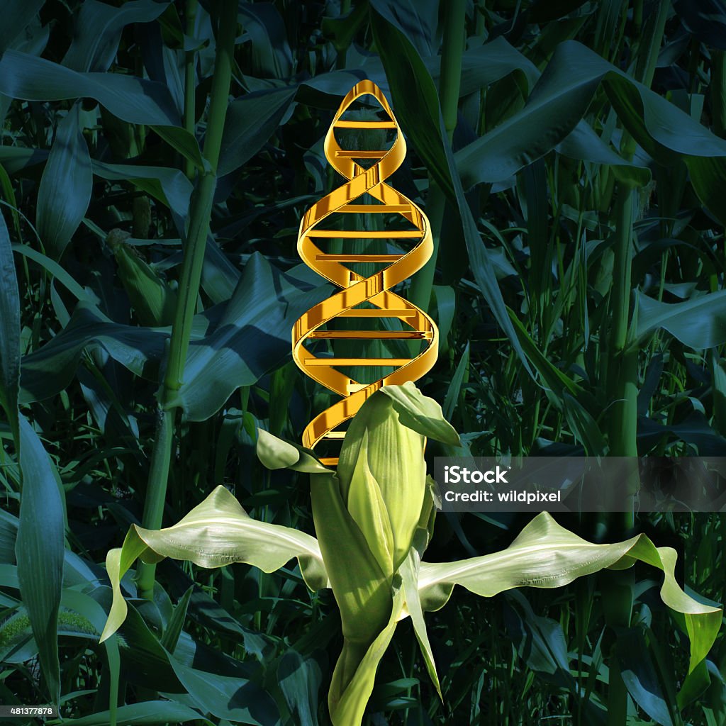 Genetically Modified Crops Genetically modified crops and engineered food agriculture concept using biotechnology and genetics manipulation through biology science as a corn plant in a crop field with a DNA strand symbol in the vegetable as an icon of produce technology. Corn - Crop Stock Photo