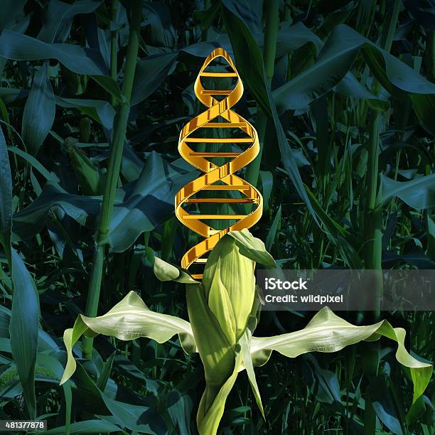 Genetically Modified Crops Stock Photo - Download Image Now - Corn - Crop, Genetic Modification, Genetic Research