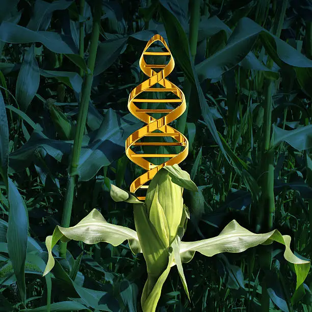 Genetically modified crops and engineered food agriculture concept using biotechnology and genetics manipulation through biology science as a corn plant in a crop field with a DNA strand symbol in the vegetable as an icon of produce technology.