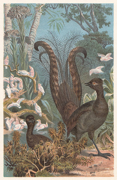 Superb lyrebird (Menura novaehollandiae), lithograph, published in 1882 Superb lyrebird (Menura novaehollandiae). Lithograph, published in 1882. superb lyrebird stock illustrations