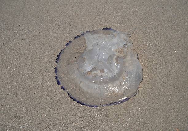 istock Jellyfish laying on Seashore 481381434