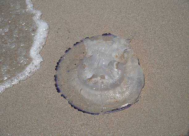 istock Jellyfish laying on Seashore 481381438