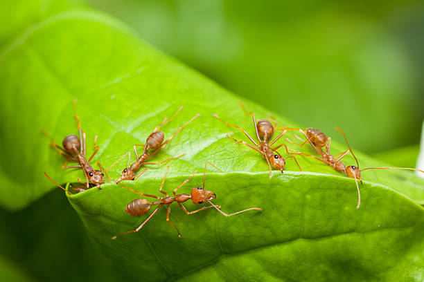 istock Red ants help together to build home, teamwork concept 481381771