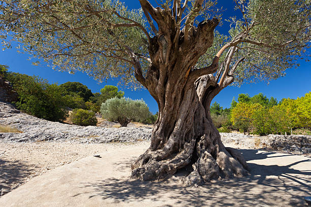 istock Old green olive tree at sunny day with blue sky 481381968