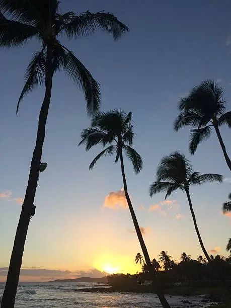 Palm trees at sunset in Kauai, Hawaii. 
