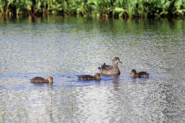 istock Anas acuta. Family of ducks 481382126