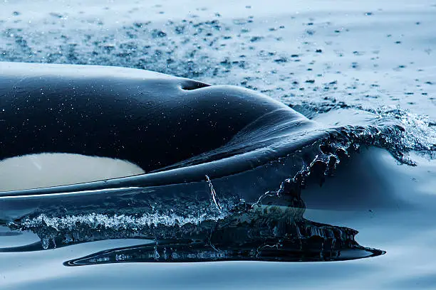 close up of a killerwhale/orca