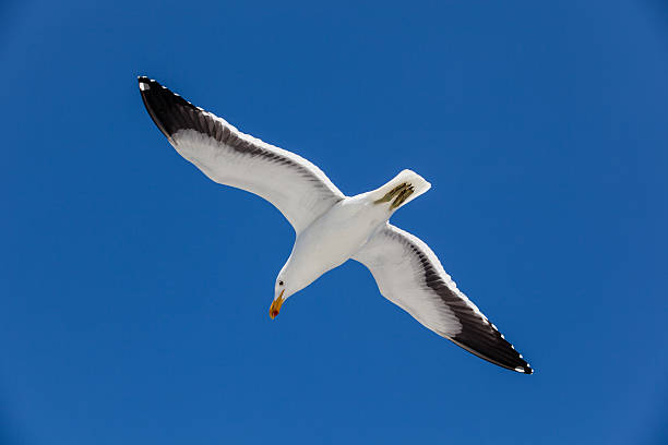 Hovering Kelp Gull (Larus dominicanus) A kelp gull hovering over the sea in Walvis Bay, Namibia. kelp gull stock pictures, royalty-free photos & images