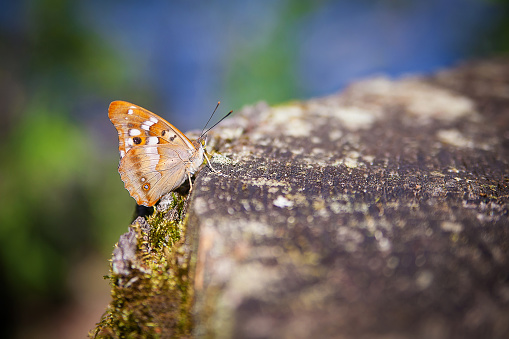 butterfly on a tree in the wood a summer time