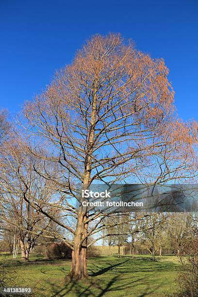 Metasequoia Glyptostroboides Tree Stockfoto und mehr Bilder von Alt - Alt, Ast - Pflanzenbestandteil, Baum