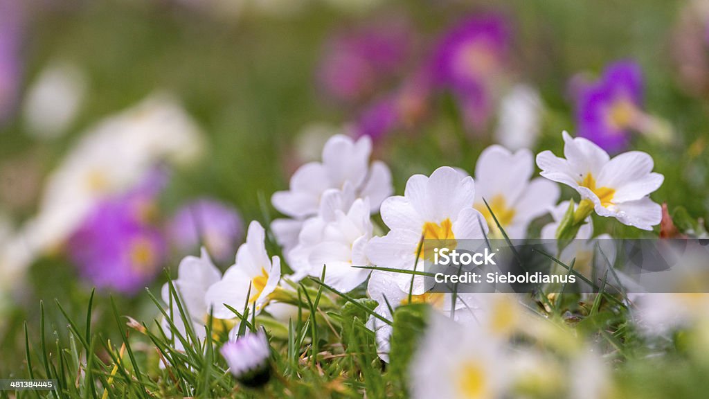 Spring easter meadow with colorful primroses (Primula vulgaris), selective focus. Spring easter meadow with colorful primroses (Primula vulgaris) in light rain; shallow depth of field. Easter Stock Photo