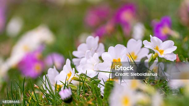 Spring Easter Meadow With Colorful Primroses Selective Focus Stock Photo - Download Image Now