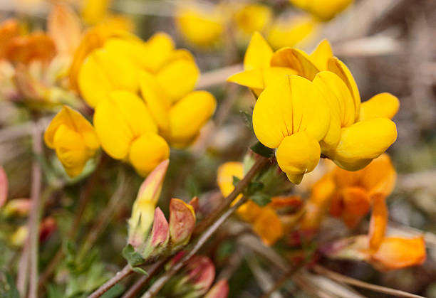 Birdsfoot trefoil yellow flower Lotus corniculatus close up Yellow (sometimes orange) leguminous flower, useful for both opening up and binding the soil. Other common names include baby's slippers, bacon and eggs, bird's foot trefoil and birdfoot deervetch. It is mildly poisonous. Selective focus, bright colours. lotus corniculatus stock pictures, royalty-free photos & images