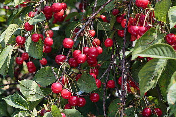 istock Cherries ripe red clusters Prunus avium on the bough 481384704