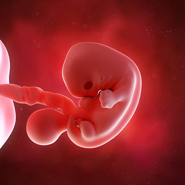 medical illustration medical accurate 3d illustration of a fetus week 7 7 week fetus stock pictures, royalty-free photos & images